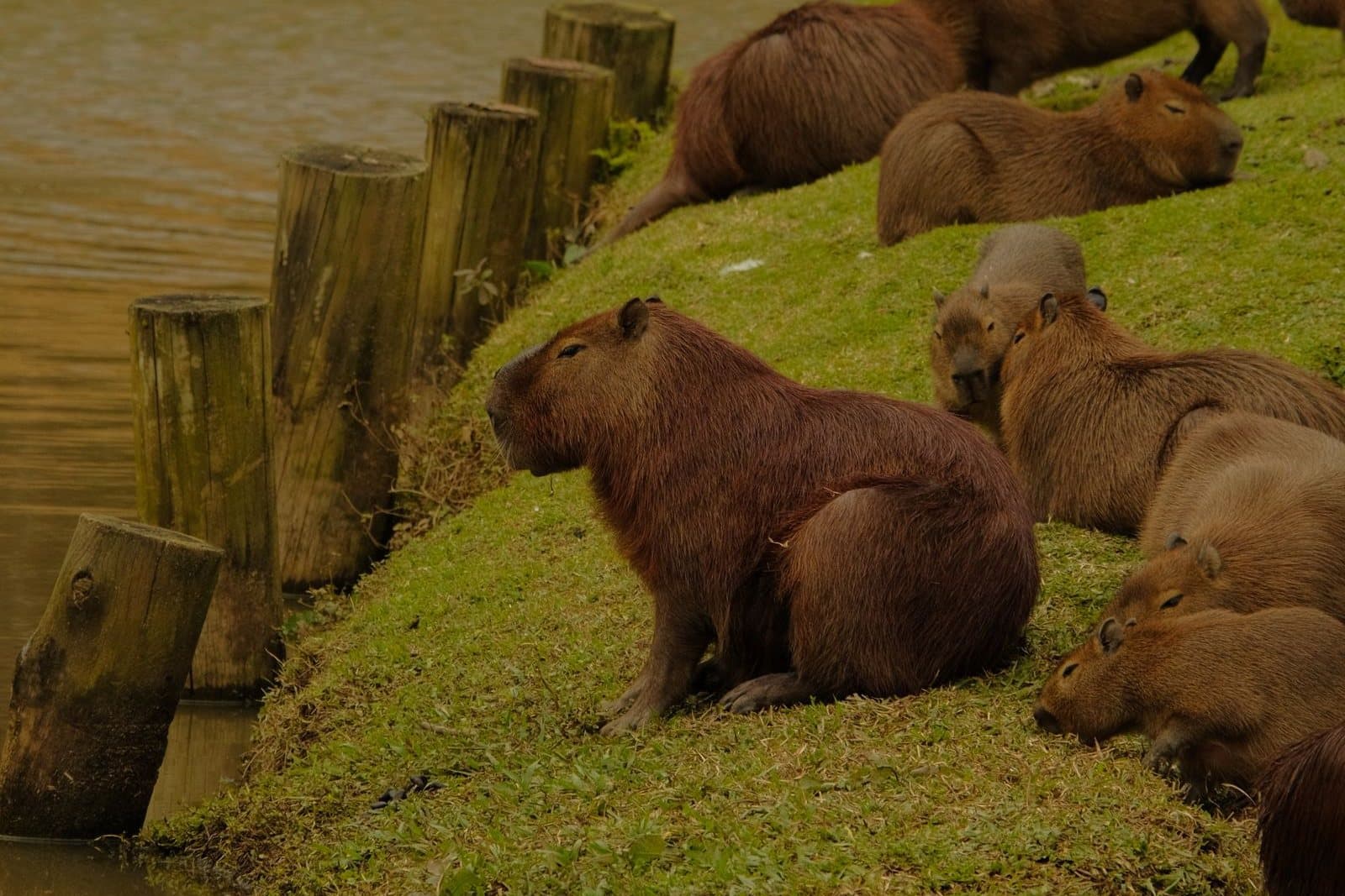 Capivara 3D: Por Que o Bicho Mais Viral da Internet é Brasileiro (e Como Imprimir a Sua)